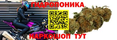 шишки Краснознаменск