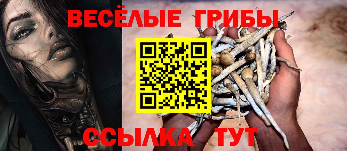 Галлюциногенные грибы Psilocybe Тимашёвск